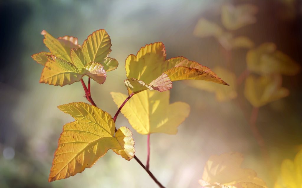 Leaves Plant Botany Foliage - Gab-Rysia / Pixabay