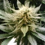 Marijuana Weed Cannabis Hash Buds  - noexcusesradio / Pixabay
