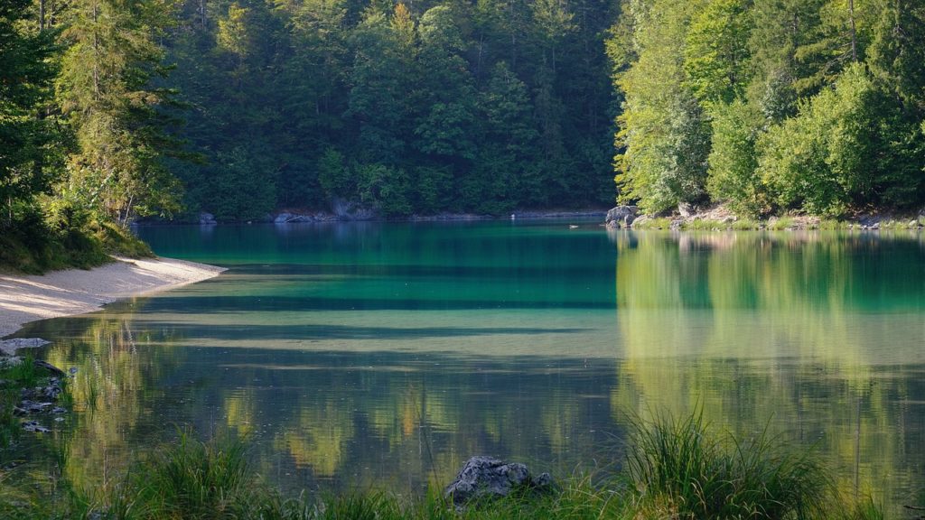 Nature Lake Forest Trees Water  - shogun / Pixabay