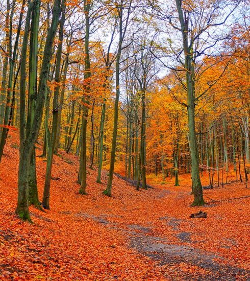Trees Leaves Foliage Park Forest  - gosiak1980 / Pixabay