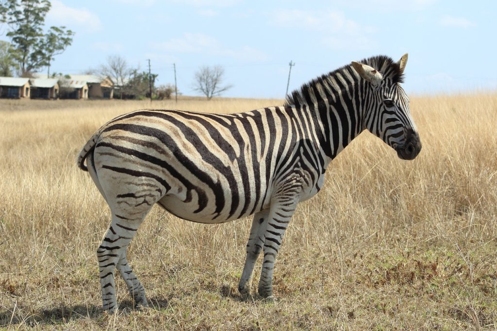 Zebra Grass Meadow Field Safari  - cscrookes / Pixabay