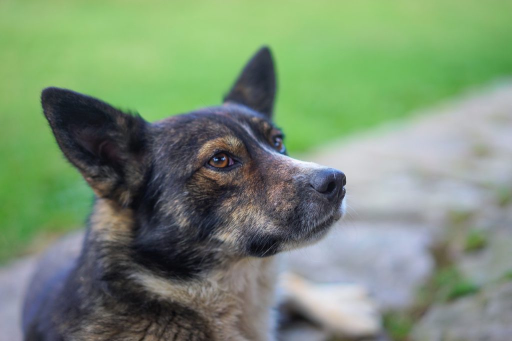 Animal Dog Pet Canine Mammal  - VisionPics / Pixabay