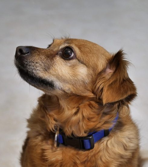 Animal Dog Pet Furry Fur Canine  - moshehar / Pixabay