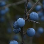 Berries Branches Dew Dew Drops  - Tabea7 / Pixabay