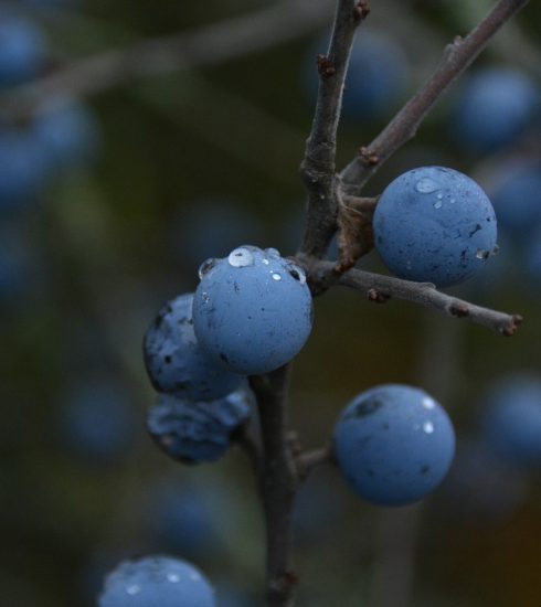 Berries Branches Dew Dew Drops  - Tabea7 / Pixabay