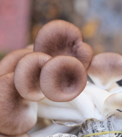 Oyster Mushrooms Mushrooms  - mrngochuy / Pixabay