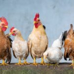 chicken, rooster, hen