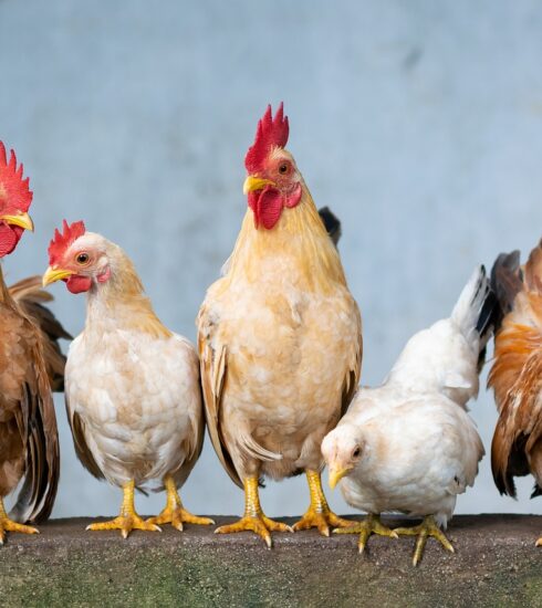 chicken, rooster, hen