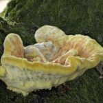 sulphur ovinus, reishi, tree mushroom