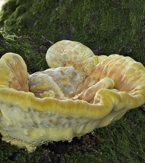 sulphur ovinus, reishi, tree mushroom